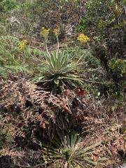 Espeletia corymbosa