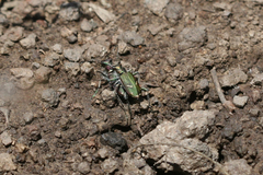 Cicindela purpurea