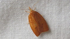 Sparganothis distincta
