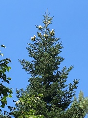 Abies × borisii-regis