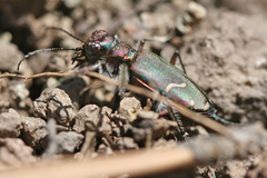 Cicindela purpurea