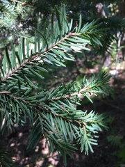 Abies × borisii-regis