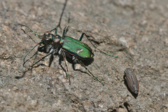 Cicindela purpurea