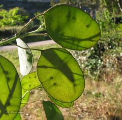 Lunaria annua annua