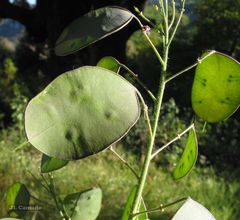 Lunaria annua annua