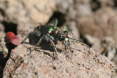 Cicindela purpurea