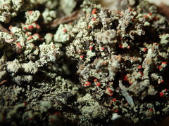 Cladonia incrassata