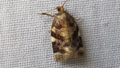Archips mortuana
