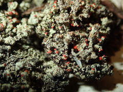 Cladonia incrassata
