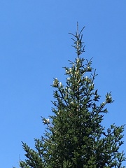 Abies × borisii-regis