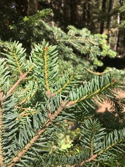 Abies × borisii-regis