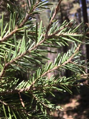 Abies × borisii-regis