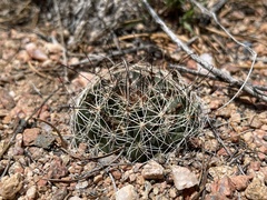 Mammillaria wrightii wrightii