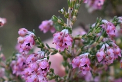 Erica lucida