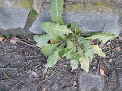 Taraxacum officinale