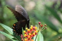 Papilio glaucus