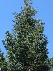 Abies × borisii-regis