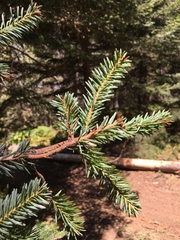 Abies × borisii-regis
