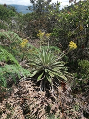 Espeletia corymbosa