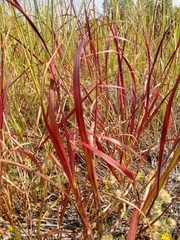 Imperata
