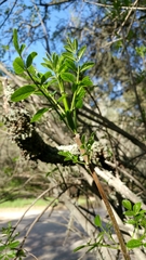 Fraxinus dipetala