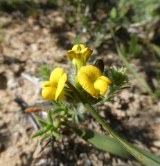 Lotononis involucrata
