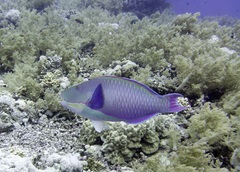 Cetoscarus bicolor