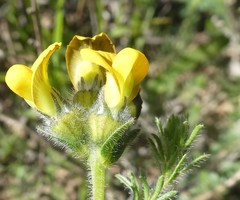 Lotononis involucrata
