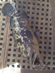 Epinephelus polyphekadion