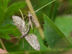 Eupithecia tantillaria