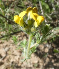 Lotononis involucrata