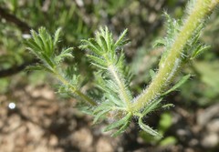 Lotononis involucrata