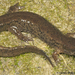 Desmognathus fuscus - Photo (c) Todd Pierson, some rights reserved (CC BY-NC-SA)
