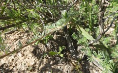 Lotononis involucrata