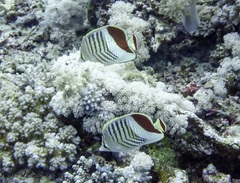 Chaetodon paucifasciatus