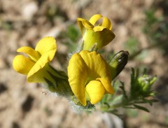 Lotononis involucrata