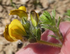 Lotononis involucrata
