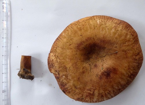 Paxillus ammoniavirescens image
