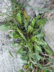 Taraxacum officinale