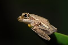 Dumeril's Bright-Eyed Frog photo 2