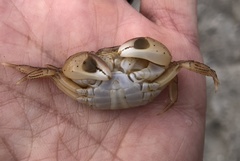 Hemigrapsus takanoi
