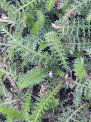 Achillea millefolium