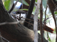 Pygarrhichas albogularis