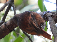 Pygarrhichas albogularis