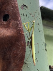 Mantis religiosa