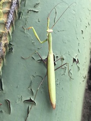 Mantis religiosa