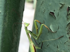 Mantis religiosa