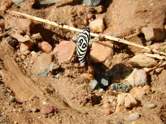 Catagramma pyracmon