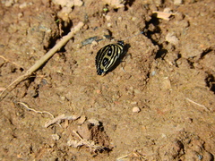 Catagramma pyracmon