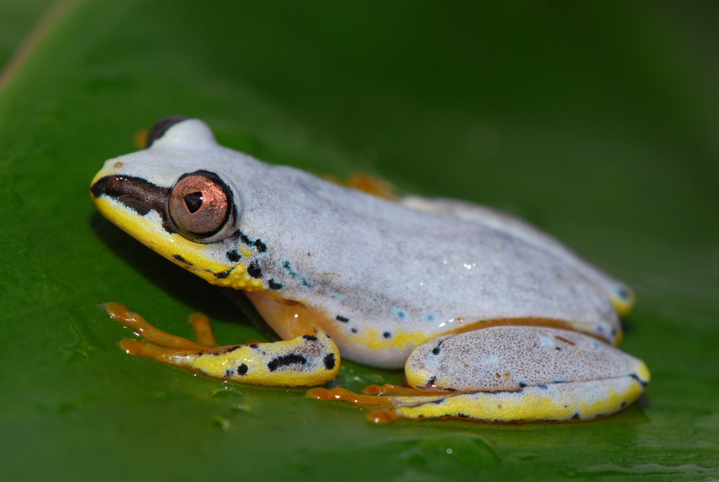 Andasibe Reed Frog
